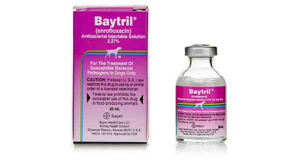 Baytril Injection Treating Bacterial Infections in Pets PetCareRx