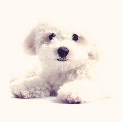 Natural Balance Dog Food Coupons >> Health Problems Maltese | PetCareRx Natural Balance Dog Food Coupons >> Health Problems Maltese | PetCareRx