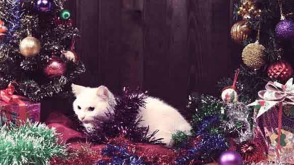 A Cat Proof Christmas Tree: It Is Possible! | PetCareRx