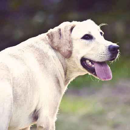 Causes of Glaucoma in Dogs and Cats