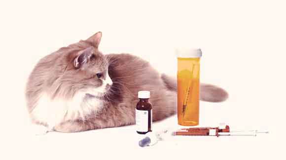 5 Common Cat Medications PetCareRx