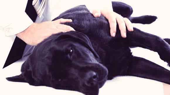 Top 6 Causes Of Dog Back Pain PetCareRx