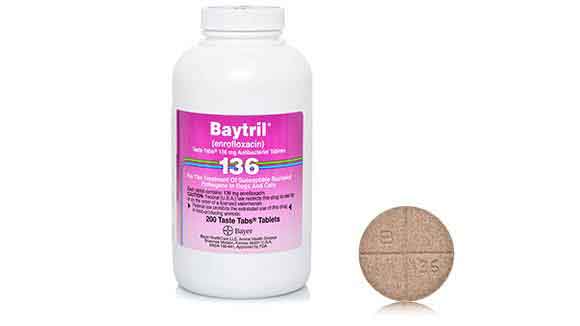 Baytril Taste Tabs for Dog and Cat Bacterial Infections PetCareRx