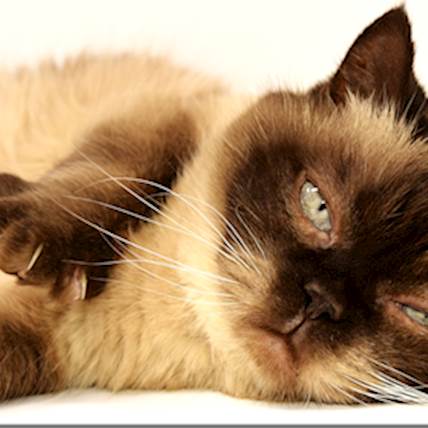 Multiple Myeloma in Cats: A Closer Look