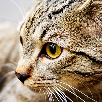Legg-Calve-Perthes Disease in Cats