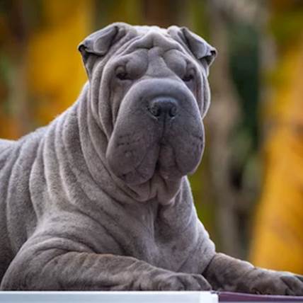 Deworming Your Dog