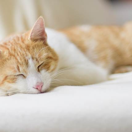 Feline Chronic Gingivostomatitis: An Overview