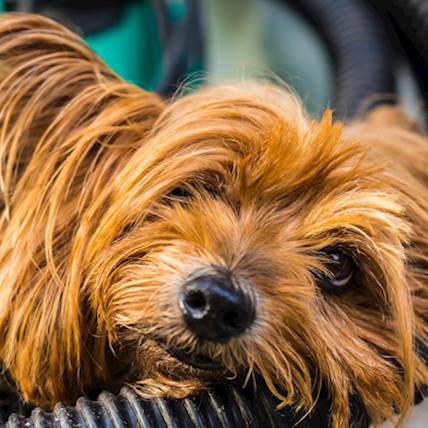 Von Willebrand's Disease in Dogs: A Closer Look