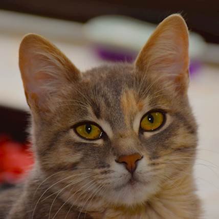 Trichinellosis in Cats: Causes, Symptoms, and Treatment