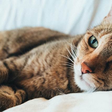 Post-Vaccination Sarcoma in Cats: A Closer Look
