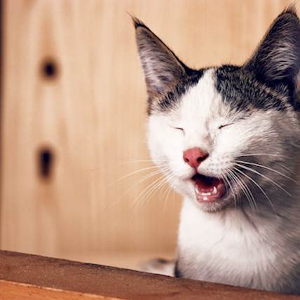 Can Your Cat Get Migraines?
