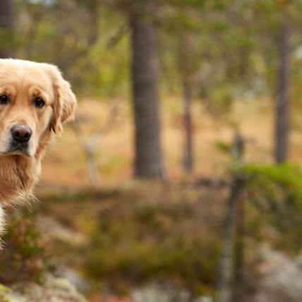 How Probable Is It For Your Dog To Recover From Valley Fever?