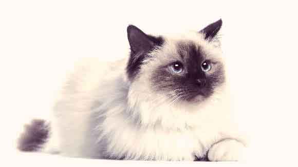 6 of the Most Pet-able Fluffy Cats | PetCareRx
 Fluffy Cat Breeds