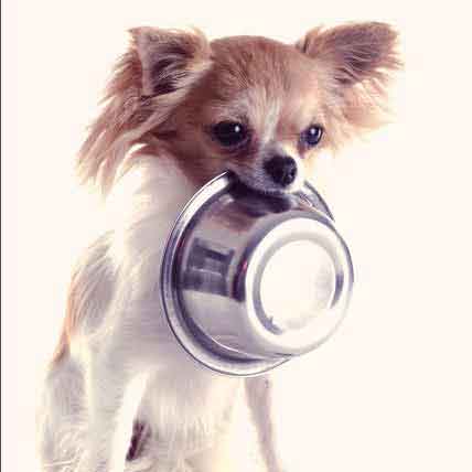 dog diet and nutrition