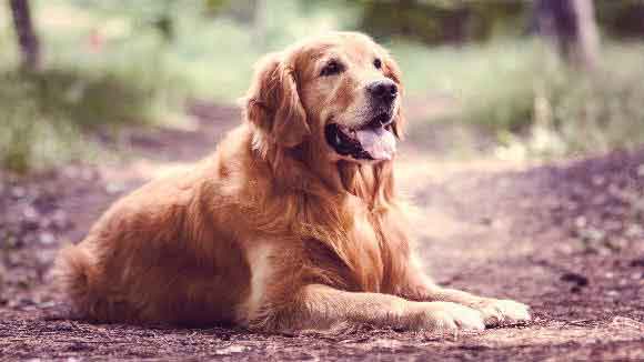 The 7 Most Intelligent Dog Breeds