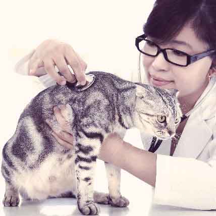 Is Your Cat Protected From Feline Calicivirus?