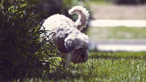 How to Start Your Dog Peeing in the Yard