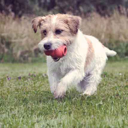 How to Teach Your Dog to Fetch