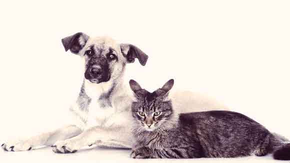 Treating Hematomas in Dogs and Cats PetCareRx