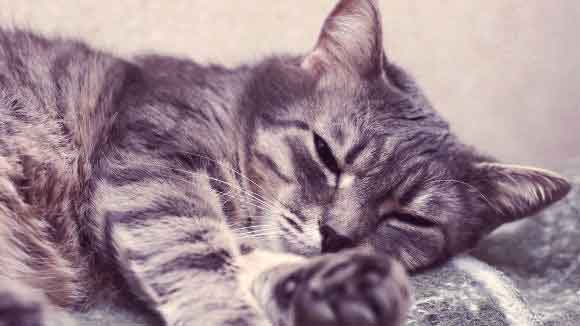 Warning Signs Of Kidney Failure In Cats PetCareRx