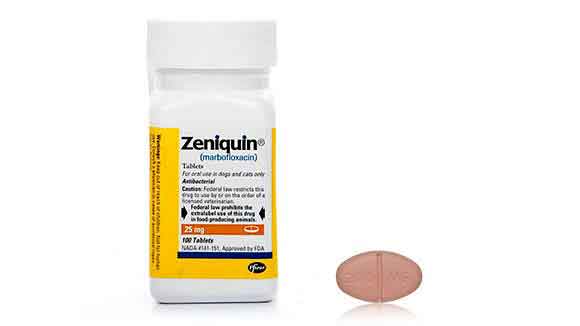 Zeniquin (Marbofloxacin) Treating UTIs for Cats and Dogs PetCareRx