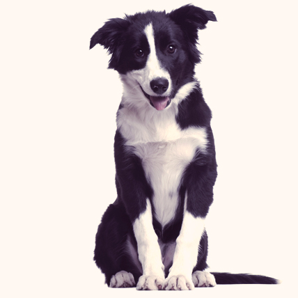 Border Collie: A Complete Breed and Owner's Guide ...