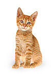 Choose Cats