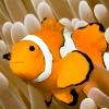 Tricks to Keeping a Balanced Aquarium