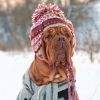 How to Dress Your Dog for the Seasons