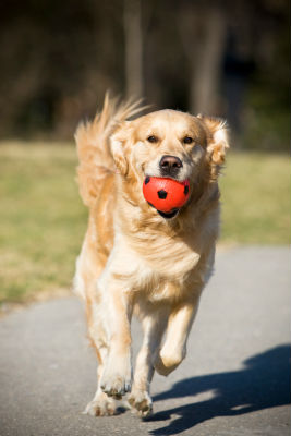 Active-dog-food