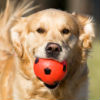 What to Look for in Active or Working Dog Food