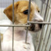 Transitioning Your Pet from Shelter to Happy Home