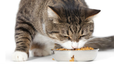 adult-cat-food