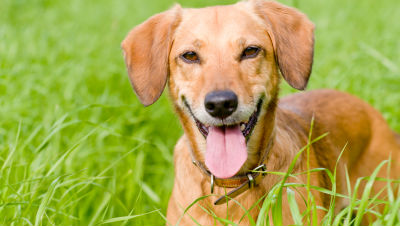 Adult-Dog-Nutrition