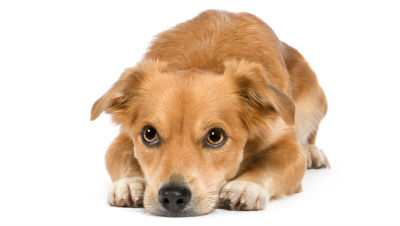dog-anxiety-facts