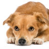5 Things to Know About Anxiety in Dogs