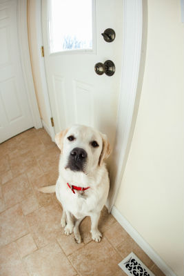 dog-separation-anxiety