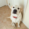 What Causes Anxiety in Dogs?