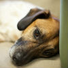 What to Do About Your Dog