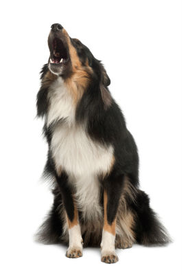 dog-anxiety-symptoms