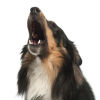 How to Know if Your Dog Has Anxiety