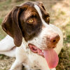 What Can I Do About My Dog