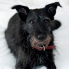 Could Your Pet be Suffering From Arthritis?