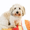 Arthritis in Dogs and Cats