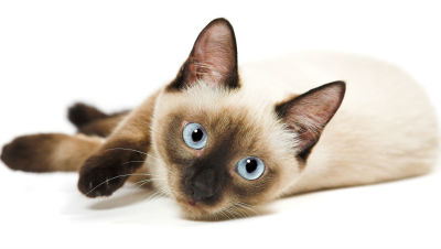 Pet-Asthma-5-Facts