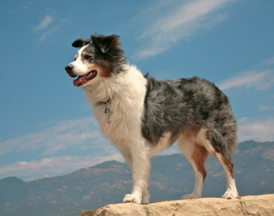 //cdn.petcarerx.com/common/images/articleThumb/Australian-Shepherd-How-to-Raise-Behavior.jpg