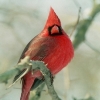 Creating a Bird Friendly Environment In Your Yard