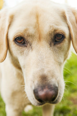 bone-cancer-dogs