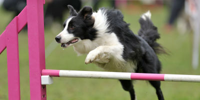 //cdn.petcarerx.com/common/images/articleThumb/BorderCollie-HowtoTrainArticle-Training.jpg