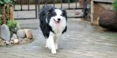 //cdn.petcarerx.com/common/images/articleThumb/BorderCollie-TrimmingHairArticle-Grooming.jpg